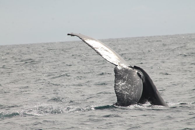 Whale Watching Dinner Cruise in Cabo San Lucas - A sunset setting with drinks in hand