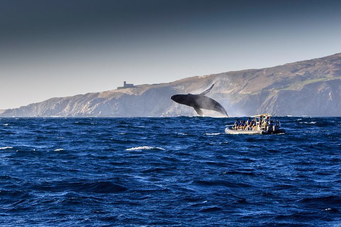Whale Watching Dinner Cruise in Cabo San Lucas - The crew turns whale watching into a party