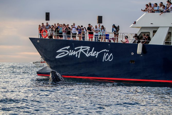 Whale Watching Dinner Cruise in Cabo San Lucas - Who will enjoy this Cabo cruise most