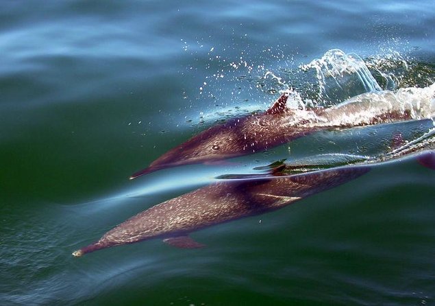Whale Watching Experience - Key points to know before booking