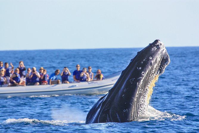 Whale Watching Experience - Why humpback whales gather in Banderas Bay