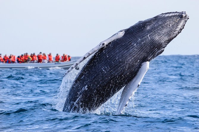 Whale Watching Experience - Close encounters, careful limits, and wildlife ethics