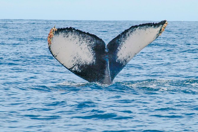 Whale Watching Experience - Comfort: what to wear and pack