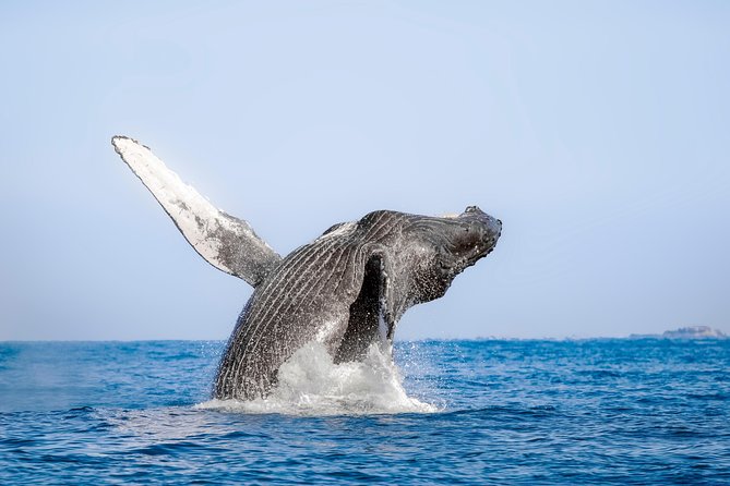 Whale Watching Experience - Price and extra fees at Puerto Mágico