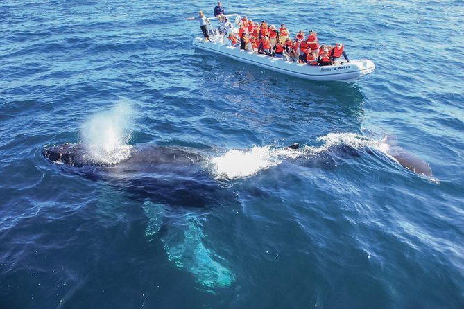 Whale Watching Experience - Who will enjoy this tour most