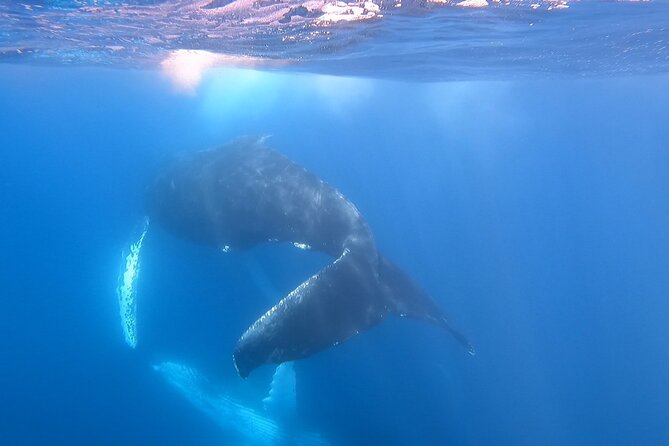 Whale Watching Experience in Cabo San Lucas - Why a private Cabo whale trip is worth considering