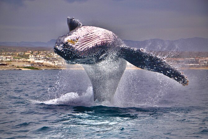 Whale Watching Experience in Cabo San Lucas - The Arch of Cabo San Lucas at the start