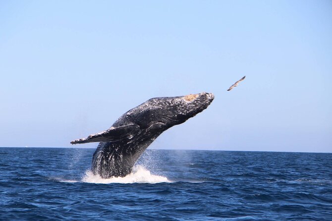 Whale Watching Experience in Cabo San Lucas - A possible beach and two very different coasts
