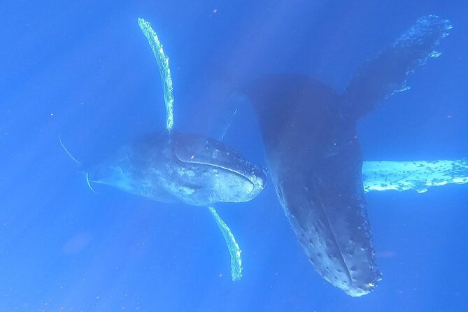 Whale Watching Experience in Cabo San Lucas - Pelican Rock and the fish stop