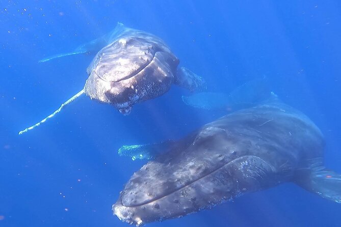 Whale Watching Experience in Cabo San Lucas - The main search for humpback and gray whales