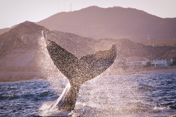 Whale Watching Experience in Cabo San Lucas - Photos, videos, and the drone advantage