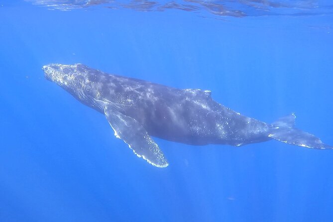 Whale Watching Experience in Cabo San Lucas - Drinks are included, but pack the rest