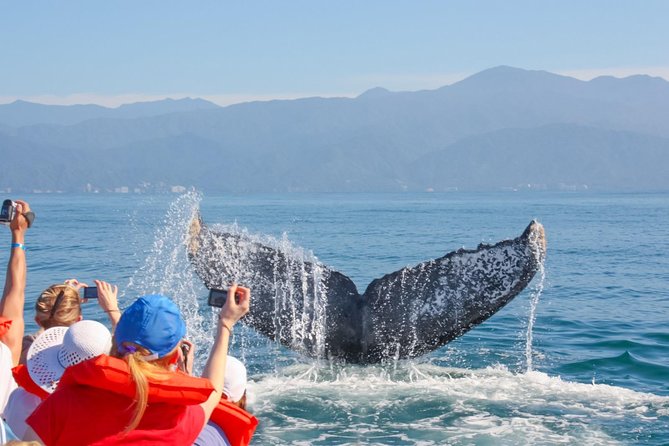 Whale Watching Experience - What you may see once the boat reaches the bay