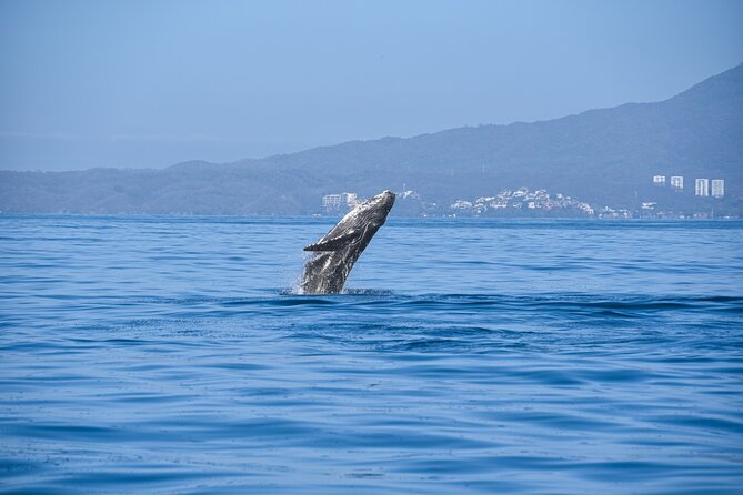 Whale Watching Guaranteed Experience in Puerto Vallarta - The high-speed boat ride sets the pace