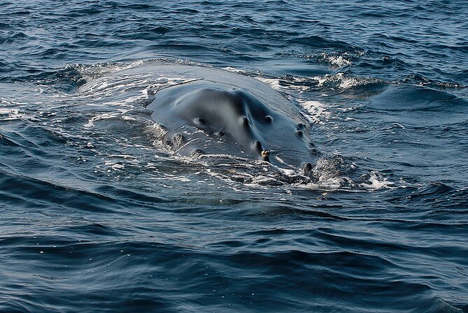 Whale Watching Guaranteed Experience in Puerto Vallarta - Lunch, snacks, and practical value