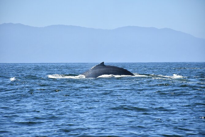 Whale Watching Guaranteed Experience in Puerto Vallarta - Cruise passengers need to get the timing right