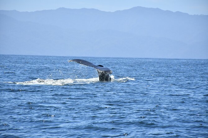Whale Watching Guaranteed Experience in Puerto Vallarta - Group size, boarding, and who should choose it