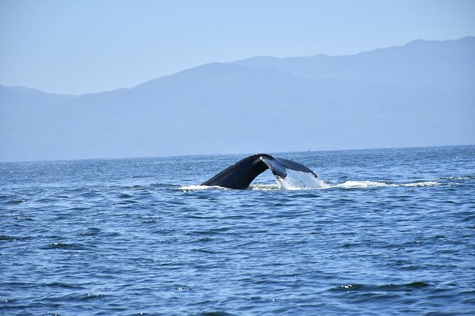Whale Watching Guaranteed Experience in Puerto Vallarta - Weather, cancellation, and booking timing