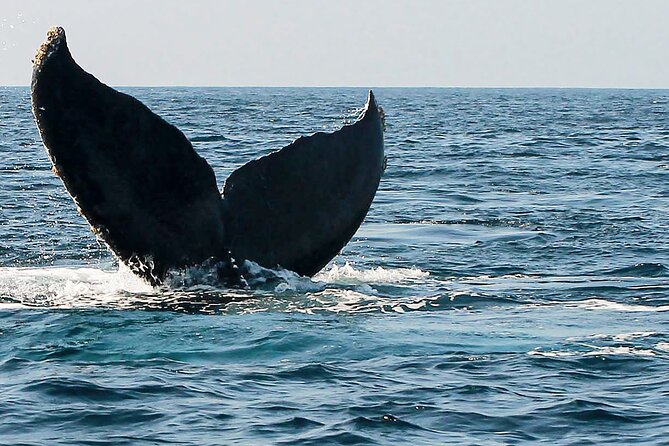Whale Watching Guaranteed Experience in Puerto Vallarta - What happens during the three-hour route