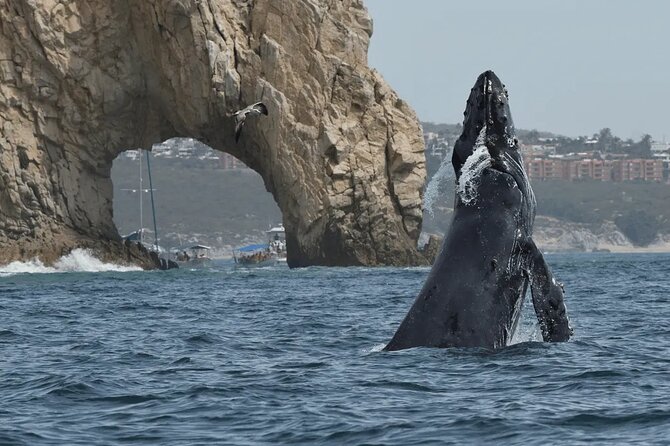 Whale Watching in Cabo: 2-Hour Small Group Tour to The Arch - Key points to know before booking