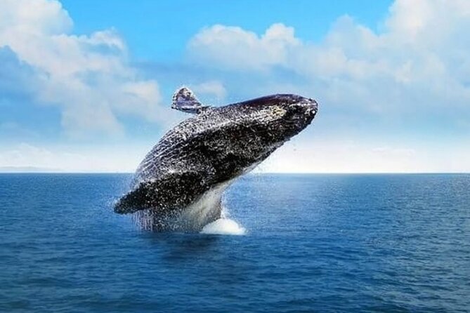 Whale Watching in Cabo: 2-Hour Small Group Tour to The Arch - Cabo’s famous rocks come first
