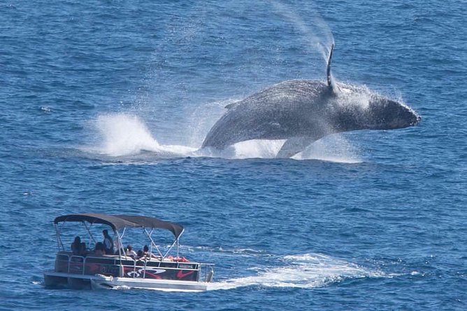 Whale Watching in Cabo San Lucas on board our Luxury Trimaran! - Key Things To Know Before You Book