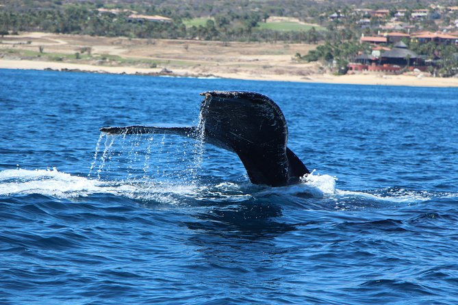 Whale Watching in Cabo San Lucas on board our Luxury Trimaran! - Why Cabo Is a Whale Watching Hot Spot