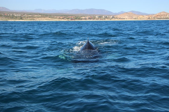 Whale Watching in Cabo San Lucas on board our Luxury Trimaran! - What the Whale Search Is Really Like
