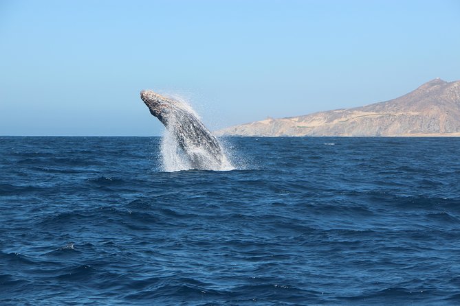 Whale Watching in Cabo San Lucas on board our Luxury Trimaran! - Is $115 a Fair Price?