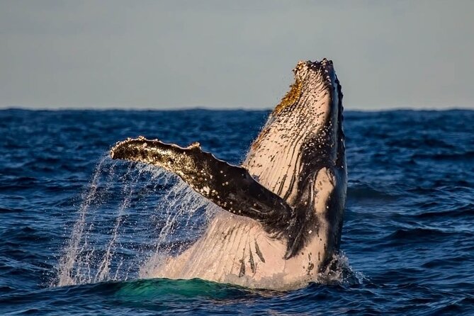 Whale Watching in Cabo San Lucas on board our Luxury Trimaran! - Who Will Enjoy This Two-Hour Cruise