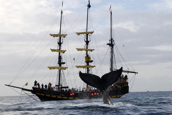 Whale-Watching Pirate Ship Cruise in Los Cabos - What the Buccaneer Queen experience is really like