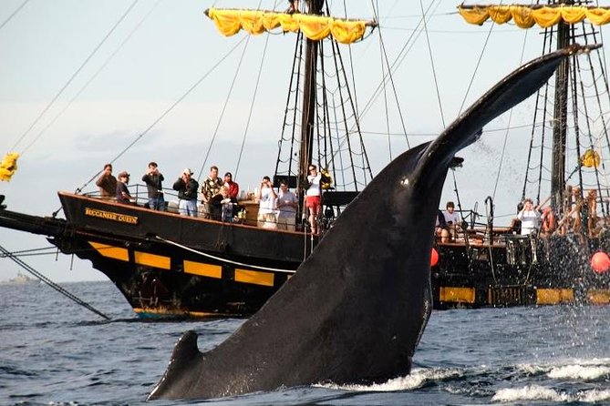 Whale-Watching Pirate Ship Cruise in Los Cabos - Searching for humpback and gray whales
