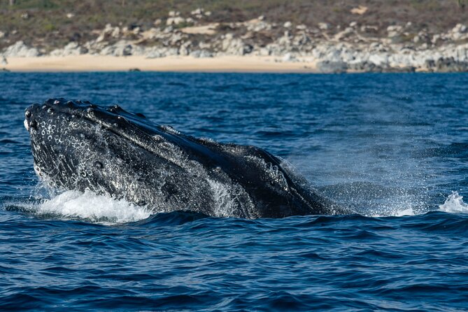 Whale Watching & Snorkeling Combo in Los Cabos with Photos Included - The snorkeling stop in the Sea of Cortez