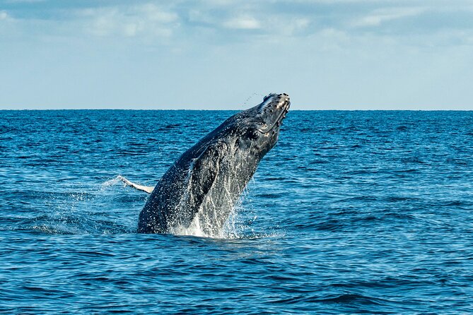 Whale Watching & Snorkeling Combo in Los Cabos with Photos Included - Snacks, water, and the included photos