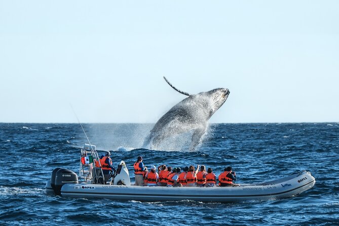 Whale Watching, The Famous Arch and Fast Boat Tour in Los Cabos - Key points to know before booking