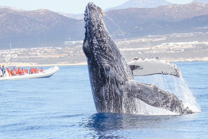 Whale Watching, The Famous Arch and Fast Boat Tour in Los Cabos - Why this Los Cabos whale tour is worth considering