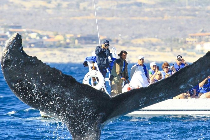 Whale Watching, The Famous Arch and Fast Boat Tour in Los Cabos - Searching for humpback whales between December and April