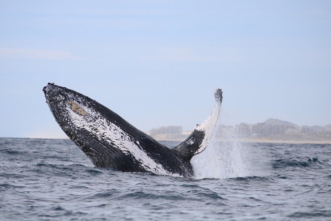 Whale Watching, The Famous Arch and Fast Boat Tour in Los Cabos - Hearing whale songs through onboard hydrophones