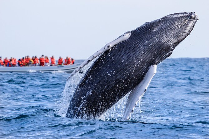 Whale Watching, The Famous Arch and Fast Boat Tour in Los Cabos - The Arch, sea lions, and Lovers Beach on the way back