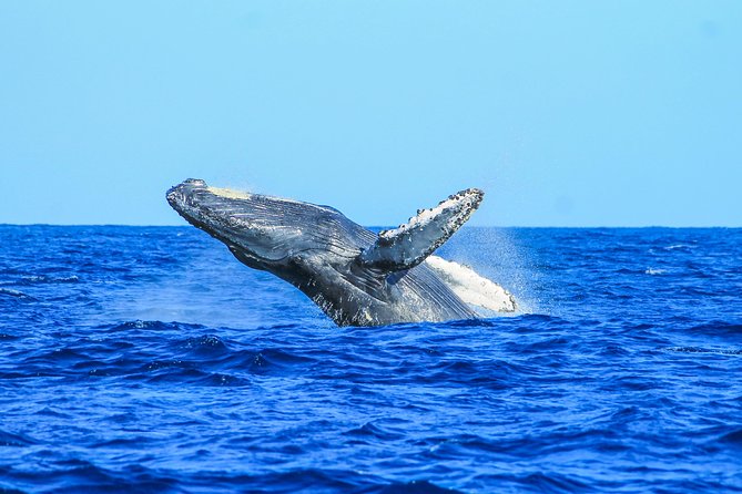 Whale Watching, The Famous Arch and Fast Boat Tour in Los Cabos - The best and worst fit for this boat
