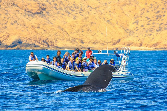 Whale Watching, The Famous Arch and Fast Boat Tour in Los Cabos - Boarding the fast zodiac boat