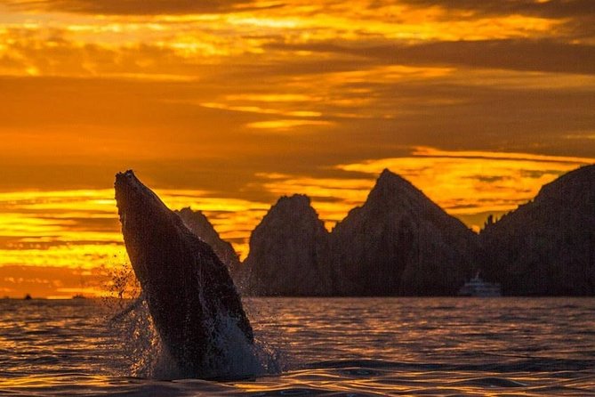 Whale Watching Tour in Los Cabos - Key points to know before you book