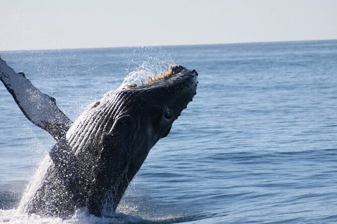 Whale Watching Tour in Los Cabos - Setting out from Cabo San Lucas Marina