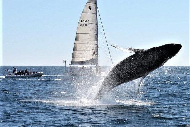 Whale Watching Tour in Los Cabos - What $97 buys you in Los Cabos