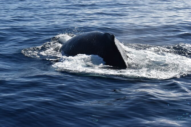 Whale Watching Tour in Los Cabos - Who will enjoy this Cabo whale cruise most