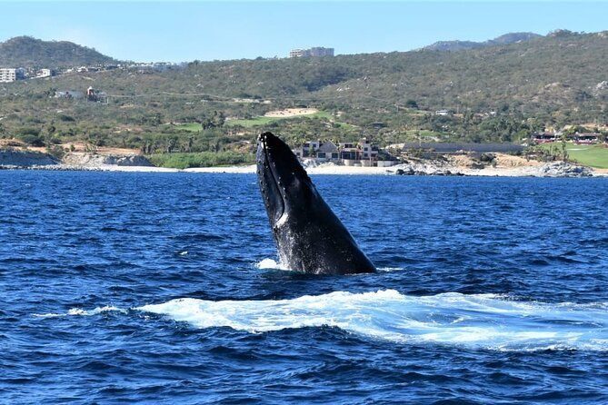 Whale Watching Tour in Los Cabos - What $60 really buys you