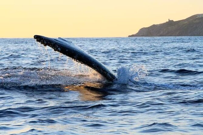 Whale Watching Tour in Los Cabos - Who will enjoy this catamaran most