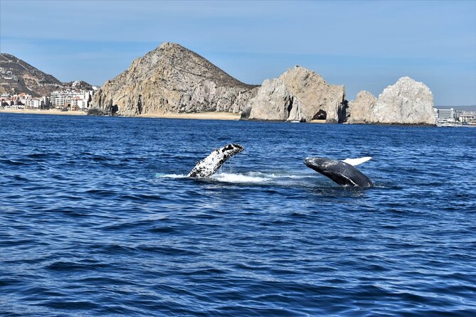 Whale Watching Tour in Los Cabos - Practical details that can save your morning