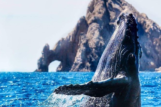 Whale Watching Tour in Los Cabos - Why the catamaran works well for whale watching
