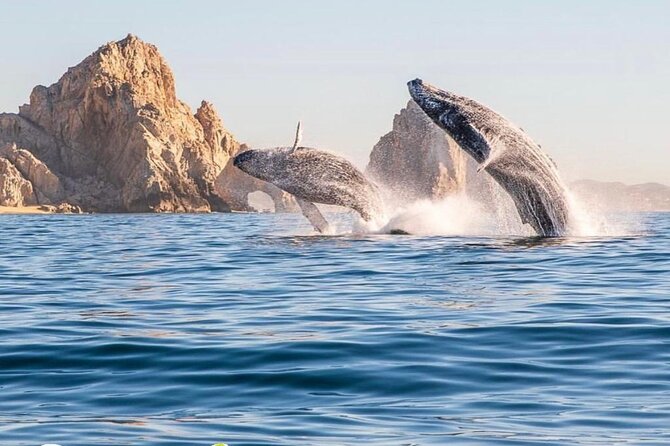 Whale Watching Tour with Arch and Beach in Cabo San Lucas - Quick takeaways for planning your Cabo boat ride